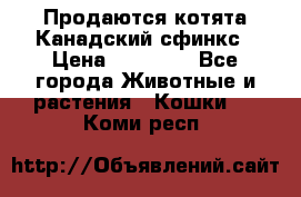 Продаются котята Канадский сфинкс › Цена ­ 15 000 - Все города Животные и растения » Кошки   . Коми респ.